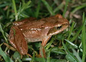 Amphbian: Young Common Frog - Showing reddish/red leg colouration