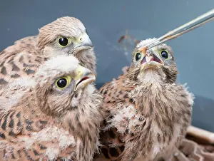 Rescue: Three young common kestrels (Falco tinnunculus)