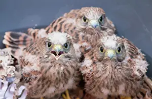 Rescue: Three young common kestrels (Falco tinnunculus)