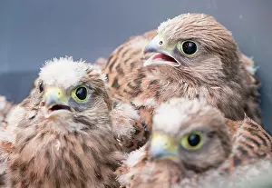 Rescue: Three young common kestrels (Falco tinnunculus)