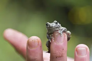 Rescue: Young Common Midwife Toad (Alytes obstetricans)