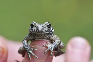 Rescue: Young Common Midwife Toad (Alytes obstetricans)