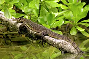 Monitors: A young Common Monitor Lizard rests (sunbathing