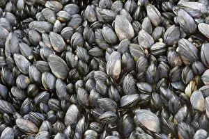 Mussels: Young Common Mussel exposed at low tide