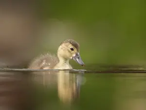 Aythya: A young Common Pochard (Aythya ferina) approaches