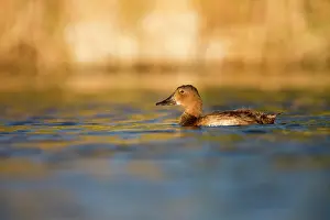 Ferina: Young Common Pochard (Aythya ferina) on water, Ciudad