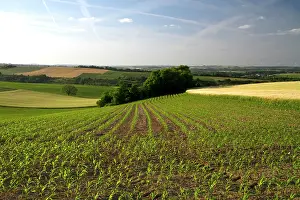 Maize: Young corn crop grows west of Angouleme