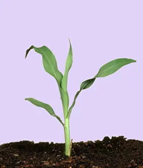 Emergent: Young corn plant