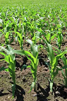 Seedlings: Young Corn Plants