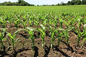 Seedlings: Young Corn Plants