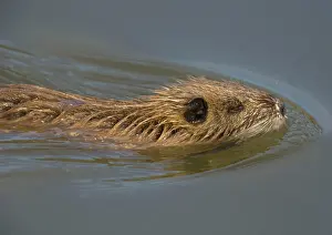 Nutria: Young Coypu / Nutria - juvenile swimming