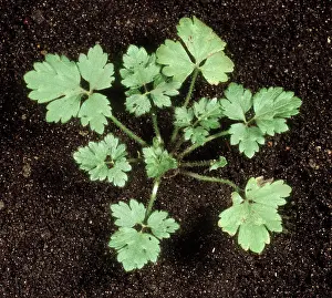 Buttercup: Young creeping buttercup