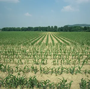 Champagne: Young crop of Corn, Champagne Region, France