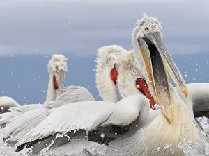 Dalmatian: A young Dalmatian Pelican (Pelecanus crispus)on