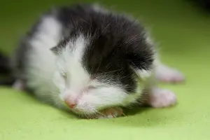 Closed: Young, few days old kitten, eyes still closed