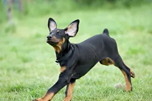 Pinschers: Young Doberman Pinscher