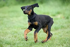300517: Young Doberman pinscher dog