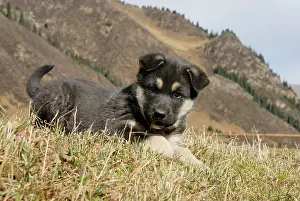 Kazakhstan: Young dog, Tienschan