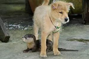 Indochinese: Young Dog and young Otter adopted in a village Sabah