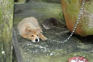 Attach: Young Dog and young Otter adopted in a village Sabah