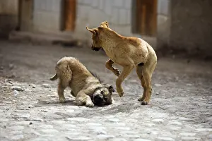 Teaching: Young Dogs playing in a street Ollantaytambo Peru