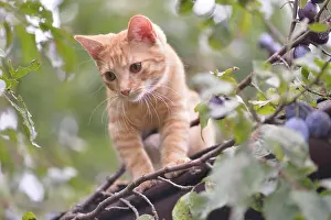 Climbs: Young domestic cat (Felis silvestris catus) on shed