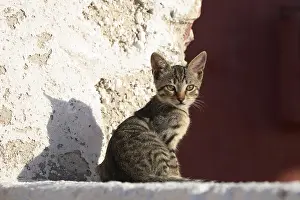 Townsmall: Young domestic cat (Felis silvestris catus) sitting