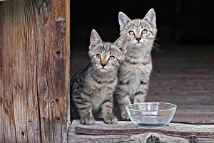 Bowl: Young domestic cats, kittens, Eng-Alm, Karwendel