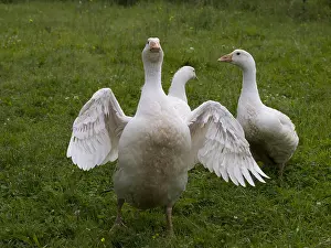 Attacks: Young domestic geese making a charge of intimidation