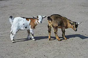 Aegagrus: Young domestic goats (Capra aegagrus hircus) (formerly