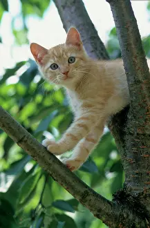 Fitness: Young domestic kitten, 9 weeks old
