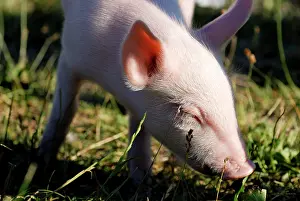 230518: Young domestic pig (Sus scrofa domestica) happily