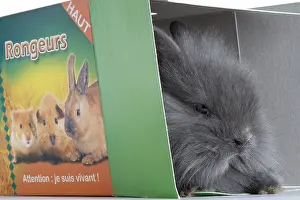 Case: Young domestic rabbit in a box transport