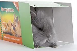 Case: Young domestic rabbit in a box transport