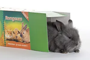 Case: Young domestic rabbit in a box transport