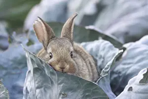 Cuniculus: Young domestic rabbit in cabbage France