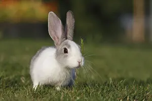 Turfs: Young Domestic Rabbit eating grass on turf Alsace