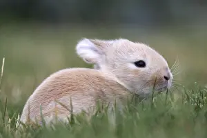 Cuniculus: Young domestic rabbit in grass France