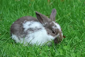 Cuniculus: Young Domestic Rabbit (Oryctolagus cuniculus forma