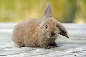 Cuniculus: Young Domestic Rabbit (Oryctolagus cuniculus forma
