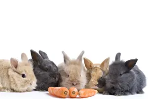 Carota: Young domestic rabbits eating carots