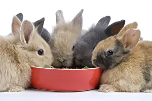 Cans: Young domestic rabbits eating croquettes
