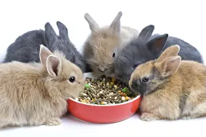 Cans: Young domestic rabbits eating croquettes