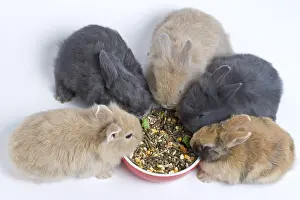 Cans: Young domestic rabbits eating croquettes