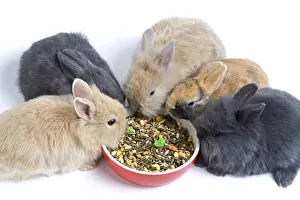 Cans: Young domestic rabbits eating croquettes