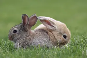 Cuniculus: Young domestic rabbits in grass France