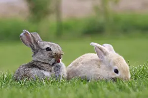 Cuniculus: Young domestic rabbits in grass France