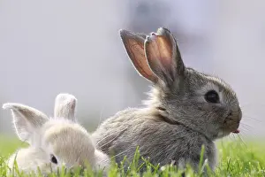 Cuniculus: Young domestic rabbits in grass France