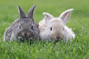 Cuniculus: Young domestic rabbits in grass France