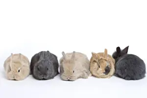 Avoid: Young domestic rabbits on a white background